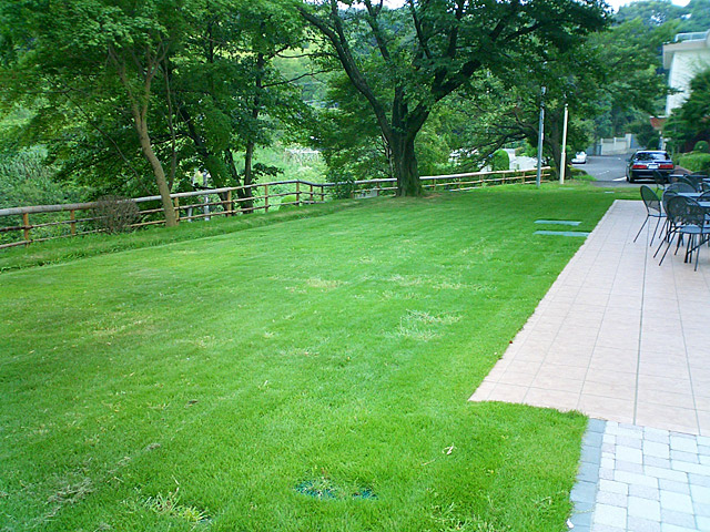 神奈川県 短期大学の中庭の芝生張り