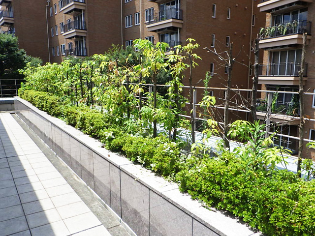ビル通路の植栽管理