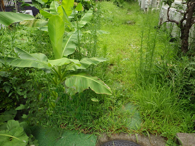 除草 清掃前