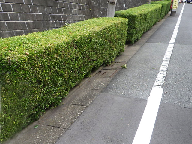 目黒区 街路樹木管理