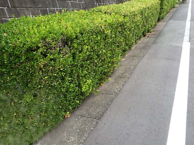 目黒区 街路樹木管理　手入れ前