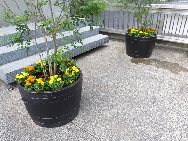 プランター花のレンタル